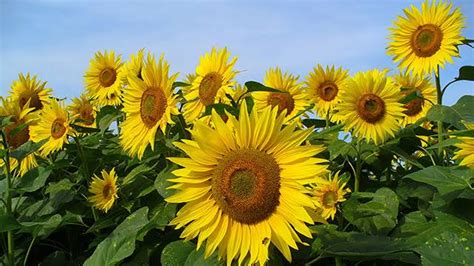 Bunga matahari membawa maksud pujaan, kesetiaan dan umur panjang. 10+ Puisi tentang Bunga : Indah, Romantis, Sedih ...
