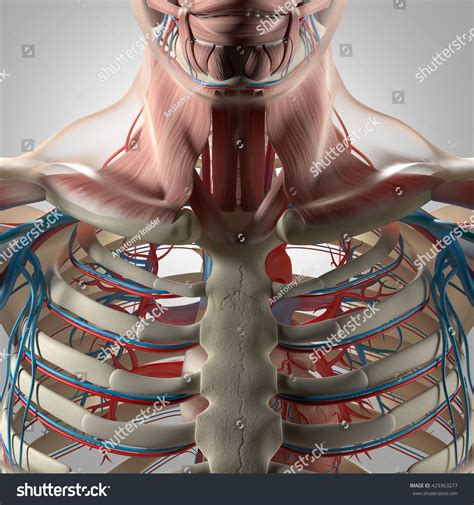 We did not find results for: Human Anatomy Rib Cage Muscles : How To Activate Your ...