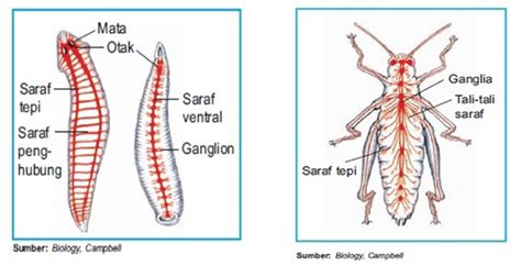Secara keseluruhan, sistem saraf pada manusia tersusun dari beberapa bagian organ. Sistem saraf cacing dan serangga