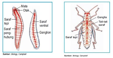 Aktifitas refleks atau gerakan pada hewan ini dikontrol oleh aktifitas 4 pasang ganglion yaitu ganglia serebral, pedal. Sistem saraf cacing dan serangga