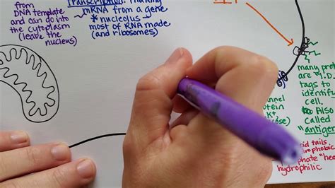 6 bone labeling tray printable set: Animal Cell Structure, Part 2 - YouTube