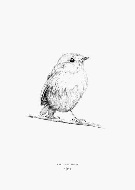 European robin | Bird drawings, Red robin bird, White bird ...