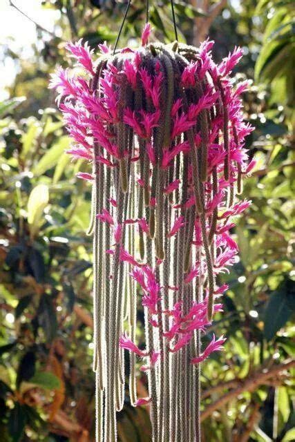 Treat yours as instructed and end up with a beautiful christmas cactus. Pin by Desiree Jacobs on Flora & Fauna (With images ...