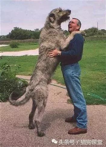 56835 12 3 4 5 6 7 8 9 10. 犬種介紹 愛爾蘭獵狼犬 - 每日頭條