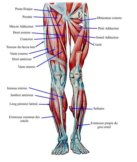 Here we explain the major muscles of the human body. Groin Strain | female groin muscle pull | 解剖学, 筋肉, 美術解剖学