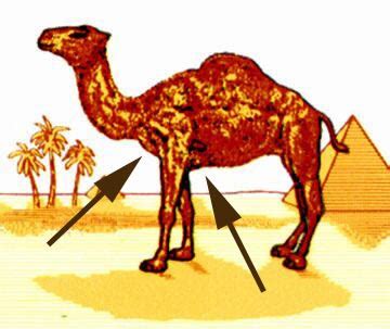 When it comes to purchasing camel cigarettes everyone know its one of the major cigarettes brands today. Dizgraceland: Over the hump