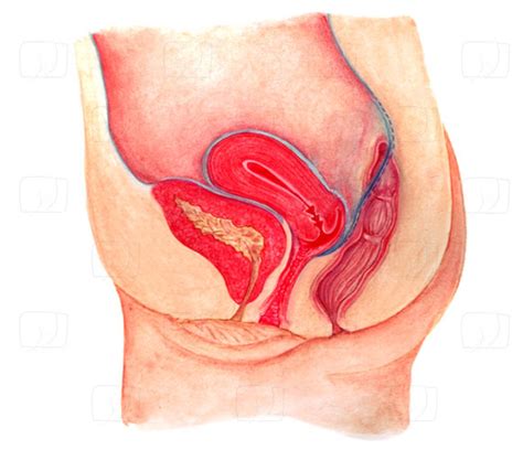 Die vagina wird von den schamlippen verdeckt, damit kein schmutz hineinkommt. Geschlechtsorgane | ihre-gesundheit.tv