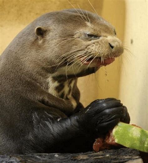 I've never seen an animal more protective of his vomit in my entire life. Poor otter trying (and not liking) a watermelon :) : aww