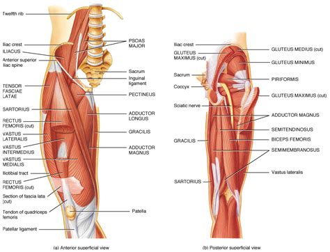 It is made up of the two large hip bones in front, and behind are the sacrum and the coccyx. leg muscles | Healing Healthy Holistic