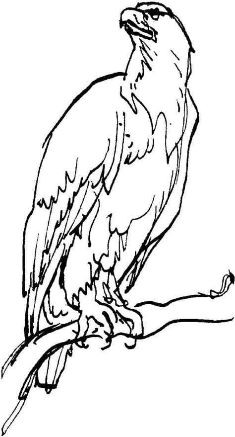 Bald eagle coloring pages are a fun way for kids of all ages to develop creativity, focus, motor skills and color recognition. Pin on Animal Coloring Pages