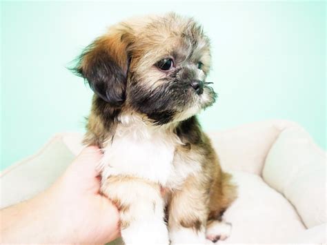 Also, a page to be used as a resource for networking shih tzu dog that are in rescues or shelters and in need of help. Shih Tzu Puppies For Sale | Las Vegas, NV #289326