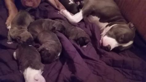 Puppy development can typically be divided into seven stages, starting at birth and ending with adulthood or the maturity of the dog. Trigger and Bella taking care of the pit bull puppies - YouTube