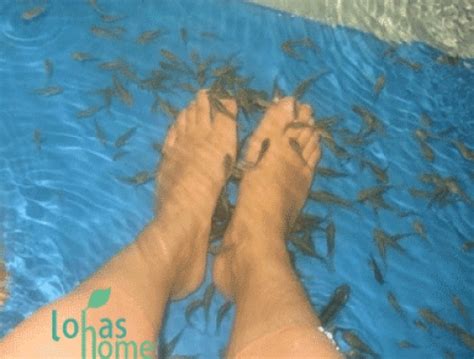 발 = leg 벗다 = remove 발 벗다 = be barefooted. 웰빙카페 성행, 발 건강 서비스로 인기몰이 - 뉴스와이어