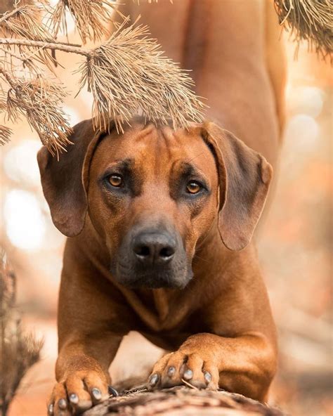 We are members of the rhodesian ridgeback club of south australia and the sa canine association. The Rhodesian Ridgeback once known as the African Lion ...