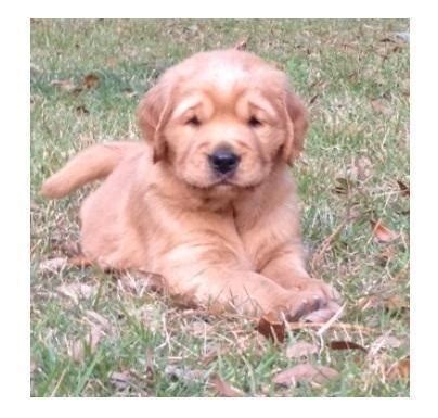 Loving, loyal, and faithful to a blame, the carefree retriever makes a. AKC Golden Retrievers Puppies for Sale in Madison, Florida ...