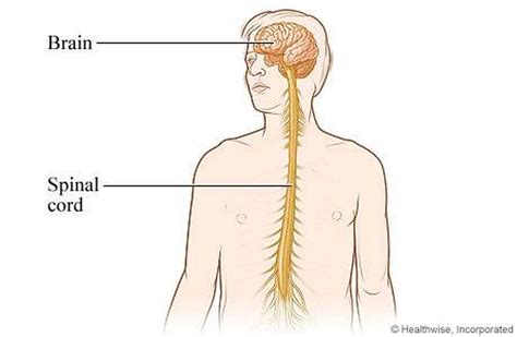 The peripheral nervous system (pns) concerns all the nervous system outside the central nervous system and contains motor and sensory nerves which transmit information to and from the body and brain. Pictures Of Central Nervous System