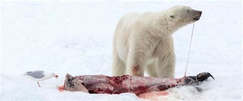 Trouvez les ours polaire images et les photos d'actualités parfaites sur getty images. Ours polaire: l'auteure de la photo qui a fait le tour du ...