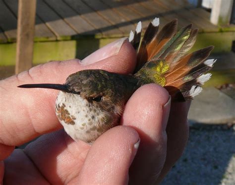 Most leave toward the end of september. Ohio Birds and Biodiversity: Rufous Hummingbird in Central ...