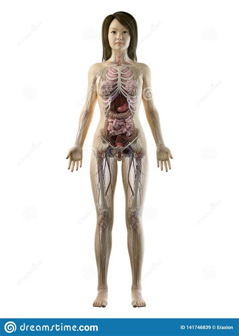 Expert inspects my daughter's body and makes recommendations. An Asian Females Full Body Anatomy Stock Illustration ...
