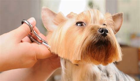 You want to have healthier years together; Malaysia's Top 10 Pet Grooming Centres | TallyPress