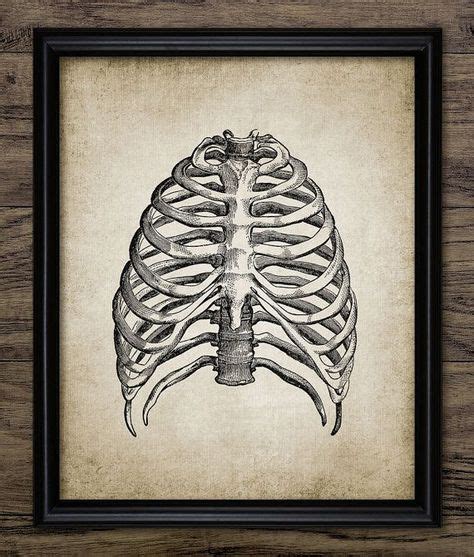 Organs not within the rib cage but that can sometimes cause pain that feels like it comes from the rib cage include the gallbladder, pancreas, and kidneys. Rib Cage Print Human Anatomy Vintage Human by ...