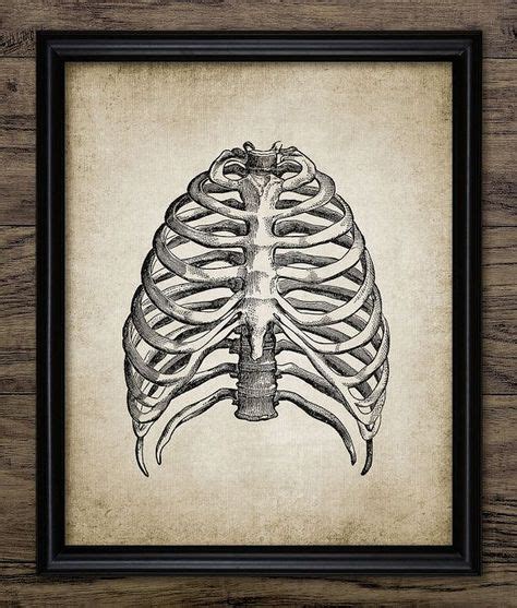 Body and thorax and pelvis, extremity and femur. Rib Cage Print Human Anatomy Vintage Human by ...