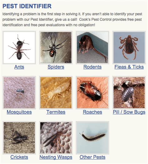 Cooks pest control is an amazing pest service. Cooks Pest Control Reviews | Real Customer Reviews