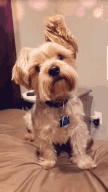 Gif links cannot contain sound. Tilt GIFs | Tenor