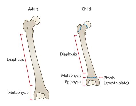 The physis (growth plate or epiphyseal plate) is a hyaline cartilage plate in the metaphysis at the ends of each of the long bones. Long Bone Diagram Epiphyseal Plate / Cartilage Bone ...