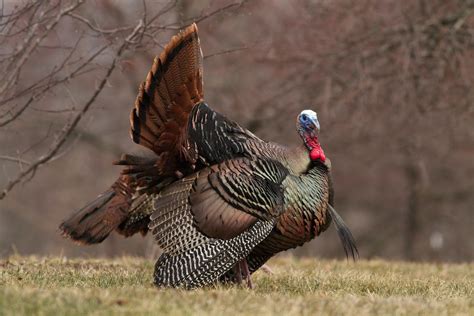 Hen turkeys live in flocks with their female offspring. Male Wild Turkey Strut | Male wild turkeys display for ...