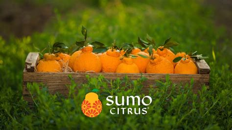 This citrus variety is so popular mainly due to it's ease of peel and sweet juicy taste (not to mention zero seeds!). Something Big Is Coming... Sumo Citrus® Season Is Almost Here