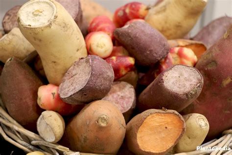 Hier erfahren sie alles über reifemarkmale, reifedauer sowie die späten sorten hingegen werden bis in den oktober hinein geerntet. Kartoffeln ernten - Wann ist die beste Zeit zur ...