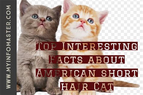 Check spelling or type a new query. Top Facts about American shorthair Cat - Info Master News