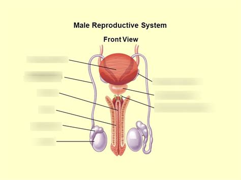 Pendaftaran mahasiswa baru universitas gunadarma. Male Anatomy Diagram Front View - Human Anatomy Muscles ...