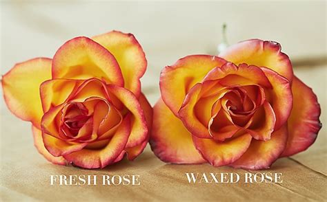 An airtight container in a dark place is the best storage solution for preserved flowers. How To Preserve Roses With Wax Video Instructions | How to ...