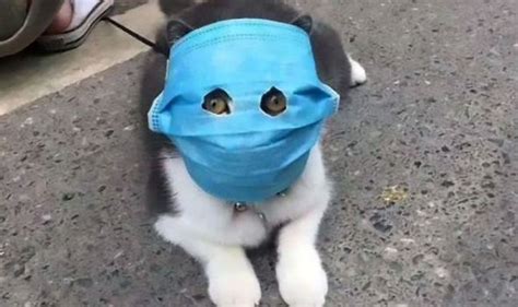 It was first identified in december 2019 in wuhan,. Coronavirus panic: Chinese pets forced to wear masks to ...