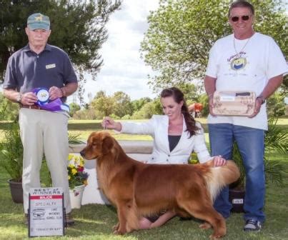 Club members are active in many activities with their golden retrievers whether it be field activities, obedience, conformation, agility, hiking, pet therapy, or just hanging out. Dallas Texas Golden Retriever Breeders - Goldenwind Goldens