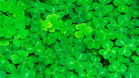 Check spelling or type a new query. clover wallpaper images - HD Desktop Wallpapers | 4k HD