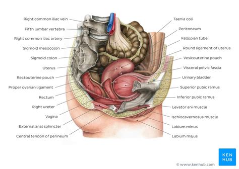 The best way to memorize and retain information is by spaced repetition. Pelvis and Perineum: Anatomy, vessels, nerves | Kenhub
