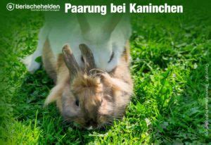 Sind meerschweinchen babys mit 3 wochen aber unter 250g schon geschlechtsreif? 10-42-paarung-kaninchen » Tierischehelden