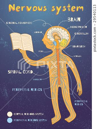 It is made up of the brain and the spinal cord. illustration of human nervous system for kids - Stock ...