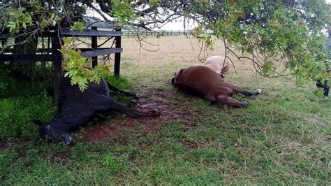 Et kæmpe lyn slog ned i et træ på country club of charleston fredag. 7 heste død i lynnedslag - Ridehesten.com