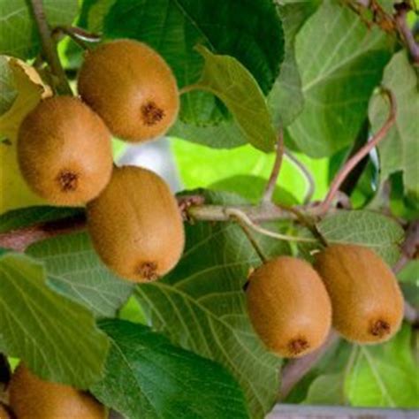 Check spelling or type a new query. Growing Kiwifruit | ThriftyFun