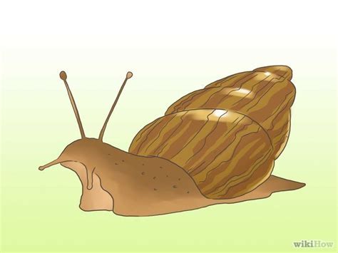 How to Care for Garden Snails | Snails in garden, Best ...