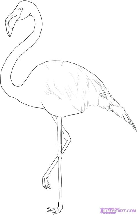 Huge collection, amazing choice, 100+ million high quality, affordable rf and rm images. Flamingo Line Drawing at GetDrawings | Free download