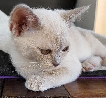The breeders on this page have agreed to raise their kittens in accordance with the guidelines set out in the code of ethics. Amalea Burmese Cat Breeders, Melbourne, VIC