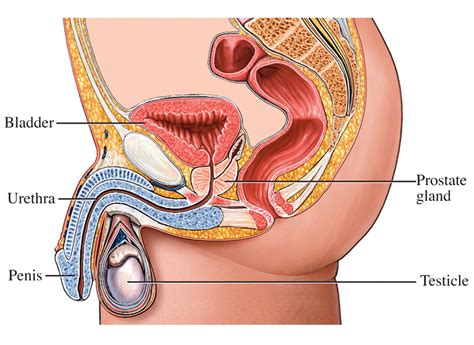 Check spelling or type a new query. Diagram of the Prostate Gland - Welcome to Grace Prostate ...