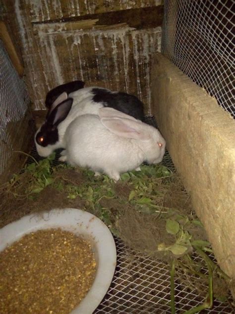 Here, i will cover everything you will need to know to start a profitable rabbit farming for meat or growing them as a pet. Rabbit Farming In Nigeria And How To Start{ Pure Breed Rabbits Also Available } - Pets - Nigeria