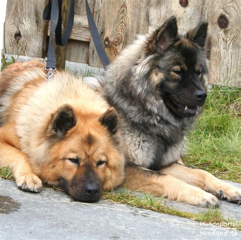 To the us eurasier club's work. Eurasier, Wolf-Chow Foto 35626 - hundund.de