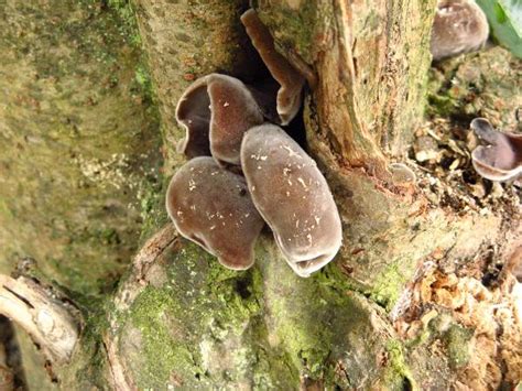 The benefits of black fungus include its positive effects on blood circulation and heart health. பலநூறு ஆண்டுகளாக சீனாவில் கெட்ட கொலஸ்ட்ராலைக் குறைக்க இத ...